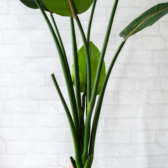 人工 観葉植物 フェイク グリーン ストレチア H約115cm 店舗