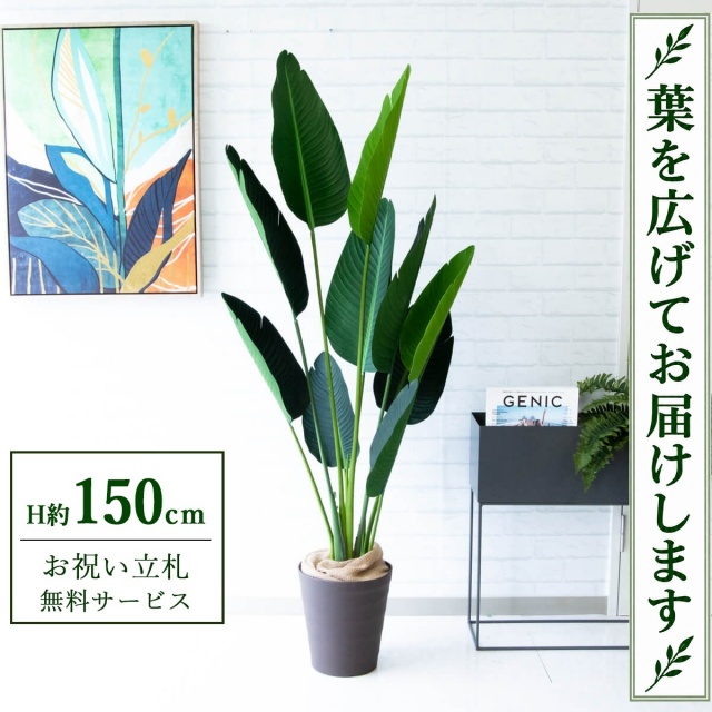【すぐ飾れる】 フェイクグリーン オーガスタ H約150cm 鉢付き / 法人・開店祝い 店舗・オフィス装飾 空間演出 立札無料・造花/PG208-B240BR