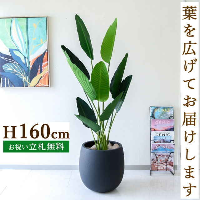 フェイクグリーン オーガスタ H約160cm  鉢付き / 人工観葉植物 観葉植物 フェイク 造花 大型 大きい 店舗 装飾 開店 開業 移転 祝い ギフト プレゼント おしゃれ 住宅展示場 モデルハウス オフィス 立札無料 /PG208-BAL42BK