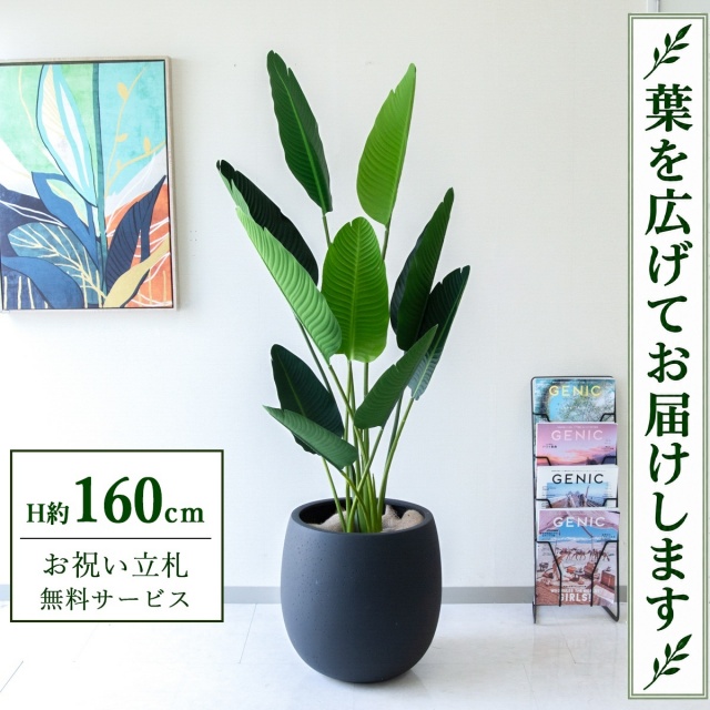 【すぐ飾れる】 フェイクグリーン オーガスタ H約160cm 鉢付き / 法人・開店祝い 店舗・オフィス装飾 空間演出 立札無料・造花/PG208-BAL42BK