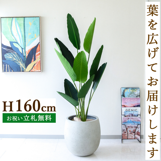 フェイクグリーン オーガスタ H約160cm  鉢付き / 人工観葉植物 観葉植物 フェイク 造花 大型 大きい 店舗 装飾 開店 開業 移転 祝い ギフト プレゼント おしゃれ 住宅展示場 モデルハウス オフィス 立札無料 /PG208-BAL42IV