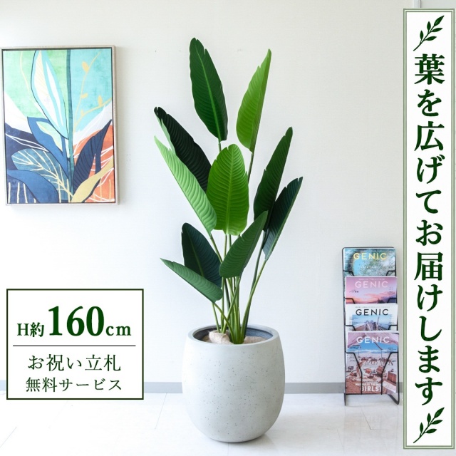 【すぐ飾れる】 フェイクグリーン オーガスタ H約160cm 鉢付き / 法人・開店祝い 店舗・オフィス装飾 空間演出 立札無料・造花/PG208-BAL42IV