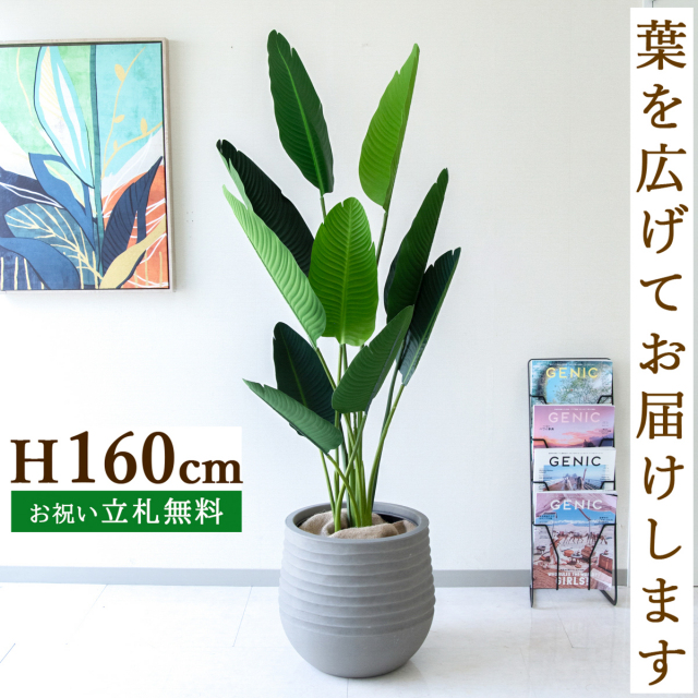フェイクグリーン オーガスタ H約160cm  鉢付き / 人工観葉植物 観葉植物 フェイク 造花 店舗 装飾 開店 開業 移転 祝い ギフト プレゼント おしゃれ 住宅展示場 モデルハウス オフィス 立札無料 /PG208-J40