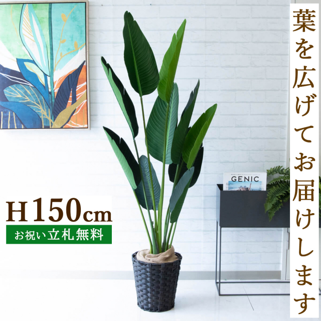 フェイクグリーン オーガスタ H約150cm 鉢付き / 観葉植物 フェイク 人工観葉植物 造花 店舗 装飾 開店 開業 移転 祝い ギフト プレゼント おしゃれ 住宅展示場 モデルハウス オフィス 立札無料 PG208-MEL26DB