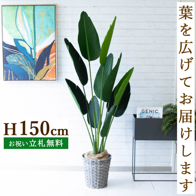 フェイクグリーン オーガスタ H約150cm 鉢付き / 観葉植物 フェイク 人工観葉植物 造花 店舗 装飾 開店 開業 移転 祝い ギフト プレゼント おしゃれ 住宅展示場 モデルハウス オフィス 立札無料 PG208-MEL26GY