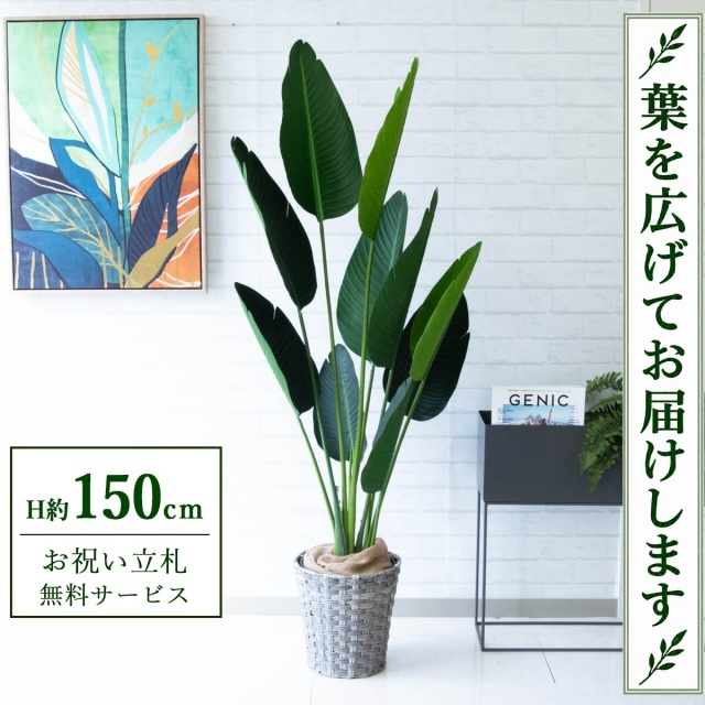【すぐ飾れる】 フェイクグリーン オーガスタ H約150cm 鉢付き / 法人・開店祝い 店舗・オフィス装飾 空間演出 立札無料・造花/PG208-MEL26GY