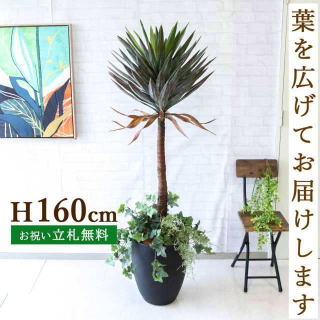 フェイクグリーン ユッカアロイフィリア H約160cm 鉢付き / 人工観葉植物 観葉植物 フェイク 造花 大型 店舗 装飾 開店 開業 移転 祝い ギフト プレゼント おしゃれ 住宅展示場 モデルハウス オフィス 立札無料 PG218-CQX35BK-UG4
