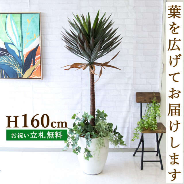 フェイクグリーン ユッカアロイフィリア H約160cm 鉢付き / 人工観葉植物 観葉植物 フェイク 造花 大型 店舗 装飾 開店 開業 移転 祝い ギフト プレゼント おしゃれ 住宅展示場 モデルハウス オフィス 立札無料 PG218-CQX35WH-UG4