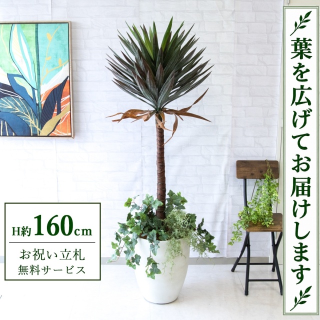 【すぐ飾れる】 フェイクグリーン ユッカアロイフィリア H約160cm 鉢付き / 法人・開店祝い 店舗・オフィス装飾 空間演出 立札無料・造花/PG218-CQX35WH-UG4