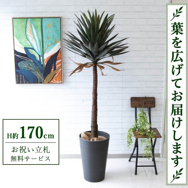 【すぐ飾れる】 フェイクグリーン ユッカアロイフィリア H約170cm 大型 鉢付き / 法人・開店祝い 店舗・オフィス装飾 空間演出 立札無料・造花/PG218-Z31DB