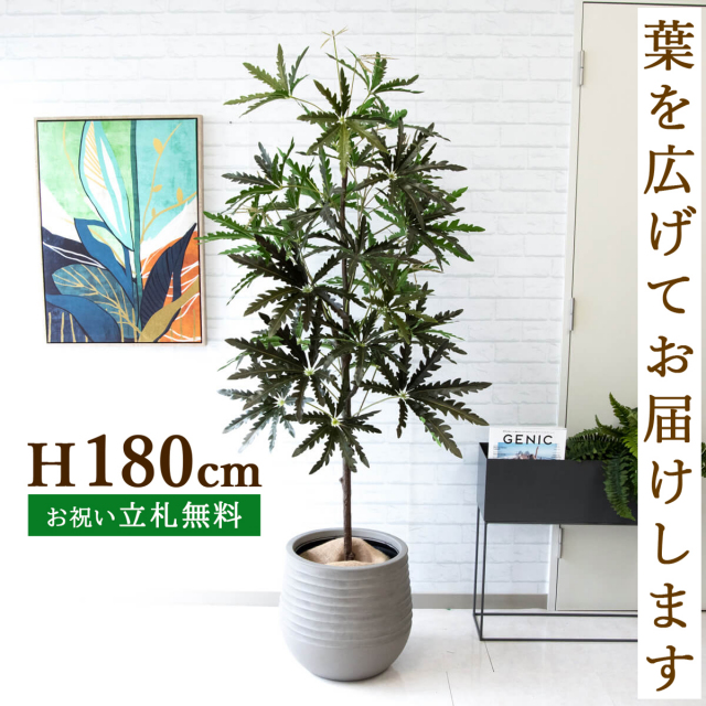 フェイクグリーン アラレアツリー H約180cm 鉢付き / 人工観葉植物 観葉植物 フェイク 造花 大型 大きい 店舗 装飾 開店 開業 移転 祝い ギフト プレゼント おしゃれ 住宅展示場 モデルハウス オフィス 立札無料 PG219-J40