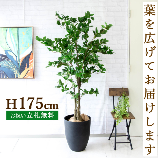 中型 人工観葉植物 緑色 人工 観葉植物 フェイク グリーン オスマンサスツリー H約175cm