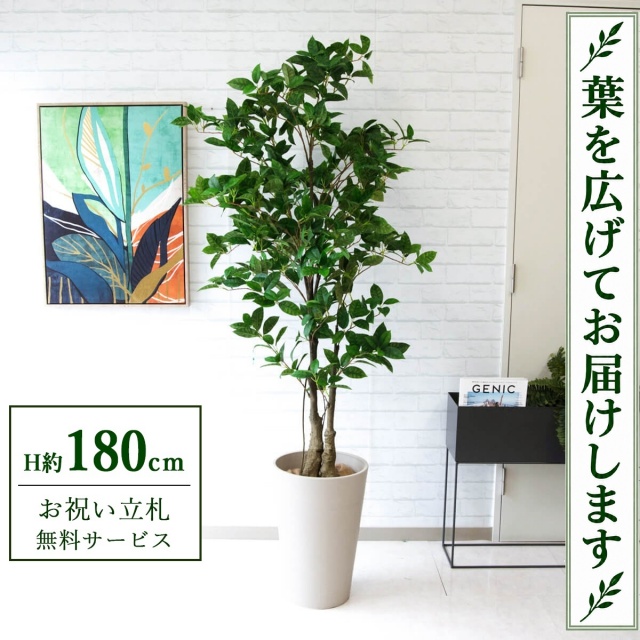 【すぐ飾れる】 フェイクグリーン オスマンサスツリー H約180cm 大型 鉢付き / 法人・開店祝い 店舗・オフィス装飾 空間演出 立札無料・造花/PG220-Z31WH