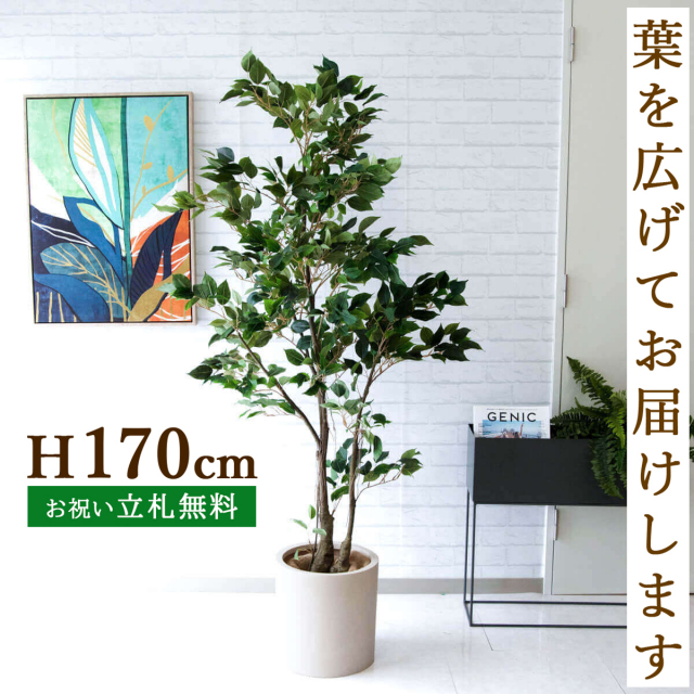幸運☆観葉植物フィカス！ステンドグラス風フレームB5サイズ／開運 