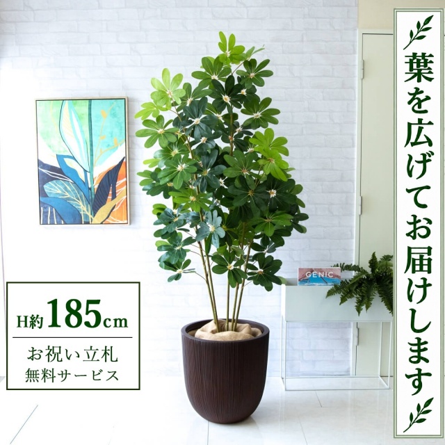 【すぐ飾れる】 フェイクグリーン シェフレラ カポック H約185cm 大型 鉢付き / 法人・開店祝い 店舗・オフィス装飾 空間演出 立札無料・造花/PG228-FRA44DB