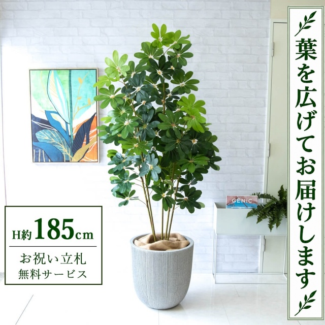 【すぐ飾れる】 フェイクグリーン シェフレラ カポック H約185cm 大型 鉢付き / 法人・開店祝い 店舗・オフィス装飾 空間演出 立札無料・造花/PG228-FRA44WH