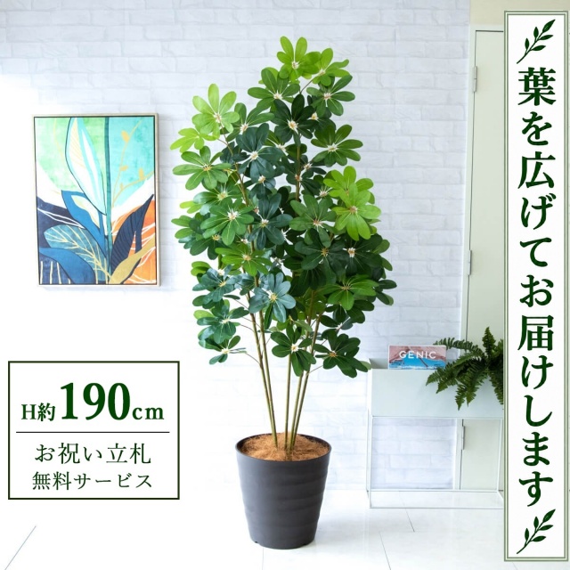 【すぐ飾れる】 フェイクグリーン シェフレラ カポック H約190cm 大型 鉢付き / 法人・開店祝い 店舗・オフィス装飾 空間演出 立札無料・造花/PG228-M36DB