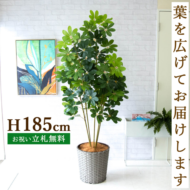 フェイクグリーン シェフレラ H約185cm 鉢付き / 人工観葉植物 観葉植物 フェイク 造花 大型 大きい 店舗 装飾 開店 開業 移転 祝い ギフト プレゼント おしゃれ 住宅展示場 モデルハウス オフィス 立札無料 PG228-MEL38GY