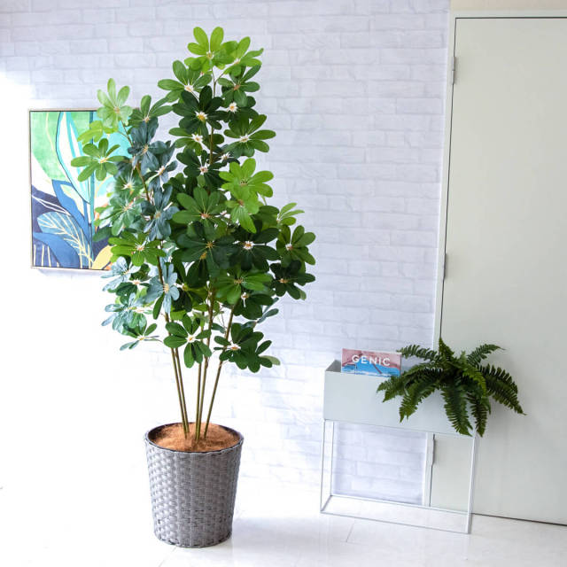 光触媒　人工観葉植物　フェイクグリーン　シェフレラアンガスティホォリア180 光触媒人工観葉植物フェイクグリーンシェフレラアンガスティホォ
