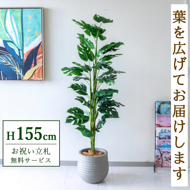 【すぐ飾れる】 フェイクグリーン スプリットフィロツリー 155cm 鉢付き / 法人・開店祝い 店舗・オフィス装飾 空間演出 立札無料・造花/PG231-J30