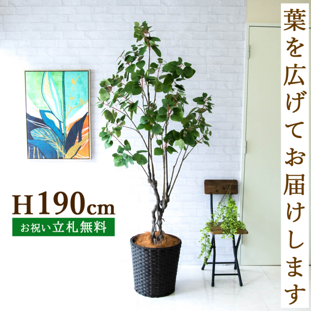 人工 観葉植物 フェイク グリーン スモークツリー H約190cm 大型
