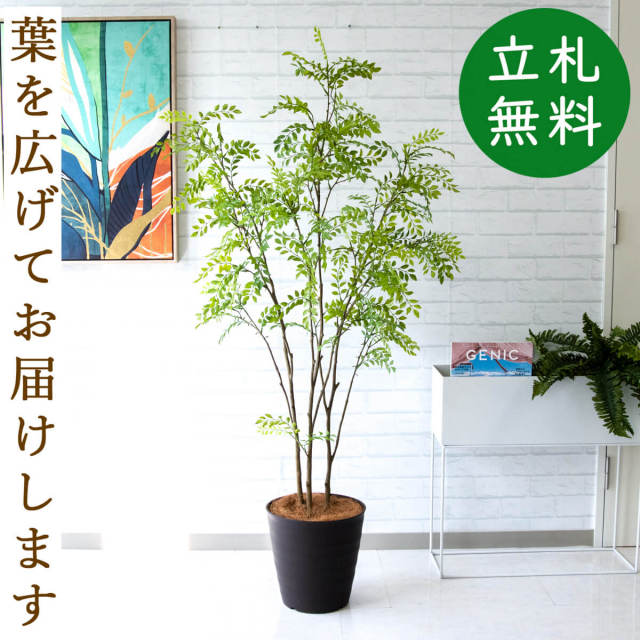 フェイクグリーン シマトネリコ H約150cm 鉢付き / 観葉植物 フェイク 人工観葉植物 造花 店舗 装飾 開店 開業 移転 祝い ギフト プレゼント おしゃれ 住宅展示場 モデルハウス オフィス 立札無料 PG234-M27DB