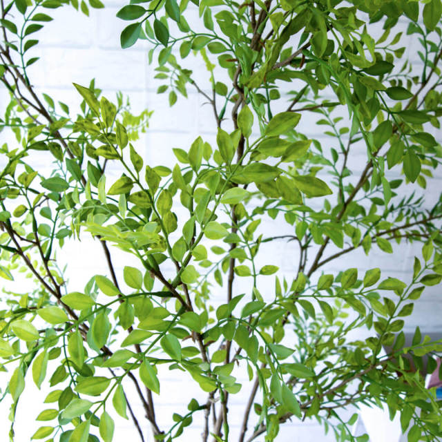 人工 観葉植物 フェイク グリーン シマトネリコ H約150cm 店舗
