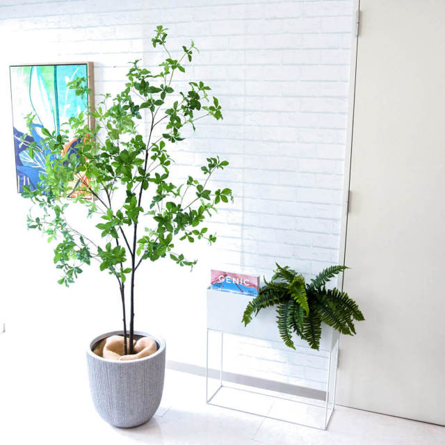 光触媒　人工観葉植物　ウォールグリーン　フェイクグリーン　ドウダンツツジ FST 楽天市場】【公式】ドウダンツツジ ウッドプランター H185cm