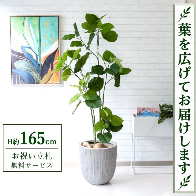 【すぐ飾れる】 フェイクグリーン フィカス ウンベラータ H約165cm 鉢付き / 法人・開店祝い 店舗・オフィス装飾 空間演出 立札無料・造花/PG237-FRA37WH
