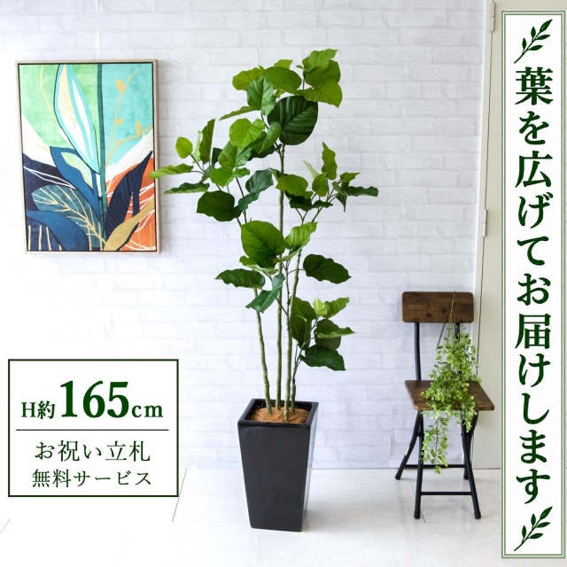 【すぐ飾れる】 フェイクグリーン フィカス ウンベラータ H約165cm 鉢付き / 法人・開店祝い 店舗・オフィス装飾 空間演出 立札無料・造花/PG237-LGK25BK