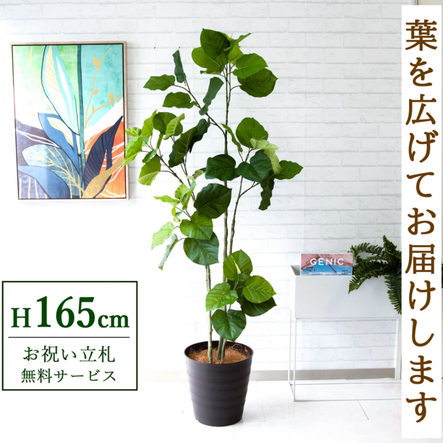 【すぐ飾れる】 フェイクグリーン フィカス ウンベラータ 165cm 鉢付き / 法人・開店祝い 店舗・オフィス装飾 空間演出 立札無料・造花/PG237-M30DB