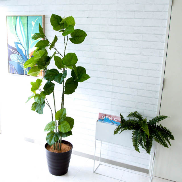 人工 観葉植物 フェイク グリーン ウンベラータ H約165cm 店舗
