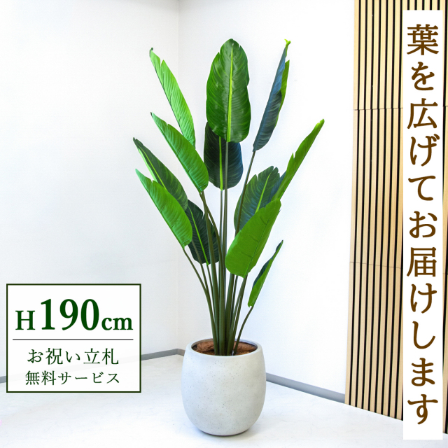 【すぐ飾れる】 フェイクグリーン オーガスタ 190cm 大型 鉢付き / 法人・開店祝い 店舗・オフィス装飾 空間演出 立札無料・造花/PG238-BAL42IV