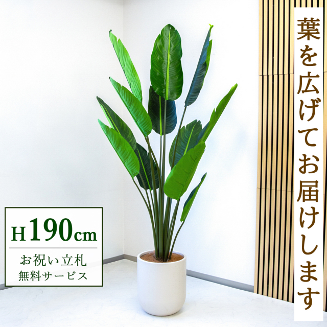 【すぐ飾れる】 フェイクグリーン オーガスタ 190cm 大型 鉢付き / 法人・開店祝い 店舗・オフィス装飾 空間演出 立札無料・造花/PG238-CHC33IV