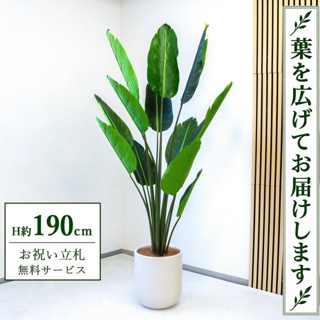 【すぐ飾れる】 フェイクグリーン オーガスタ H約190cm 大型 鉢付き / 法人・開店祝い 店舗・オフィス装飾 空間演出 立札無料・造花/PG238-CHC33IV