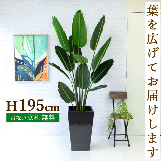 フェイクグリーン オーガスタ H約195cm 鉢付き / 人工観葉植物 観葉植物 フェイク 造花 大型 大きい 店舗 装飾 開店 開業 移転 祝い ギフト プレゼント おしゃれ 住宅展示場 モデルハウス オフィス 立札無料 PG238-LGK35BK