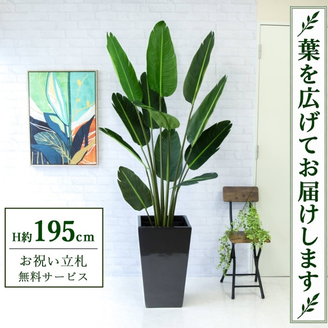 【すぐ飾れる】 フェイクグリーン オーガスタ H約195cm 大型 鉢付き / 法人・開店祝い 店舗・オフィス装飾 空間演出 立札無料・造花/PG238-LGK35BK