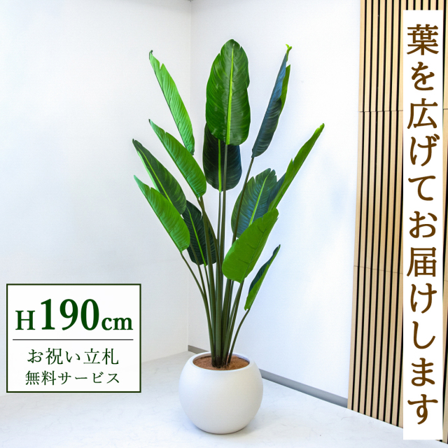 【すぐ飾れる】 フェイクグリーン オーガスタ 190cm 大型 鉢付き / 法人・開店祝い 店舗・オフィス装飾 空間演出 立札無料・造花/PG238-ROM43IV