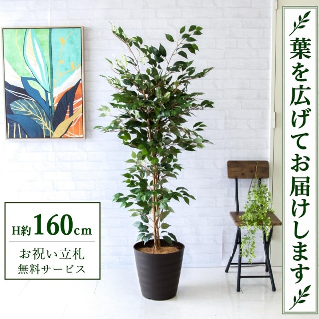 【すぐ飾れる】 フェイクグリーン フィカス ベンジャミン H約160cm 鉢付き / 法人・開店祝い 店舗・オフィス装飾 空間演出 立札無料・造花/PG245-M30DB