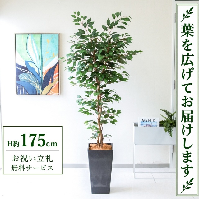 【すぐ飾れる】 フェイクグリーン フィカス ベンジャミン H約175cm 大型 鉢付き / 法人・開店祝い 店舗・オフィス装飾 空間演出 立札無料・造花/PG245-Q25BK