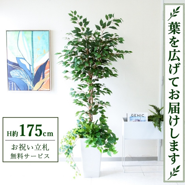 【すぐ飾れる】 フェイクグリーン フィカス ベンジャミン H約175cm 大型 鉢付き / 法人・開店祝い 店舗・オフィス装飾 空間演出 立札無料・造花/PG245-Q25WH-UG1