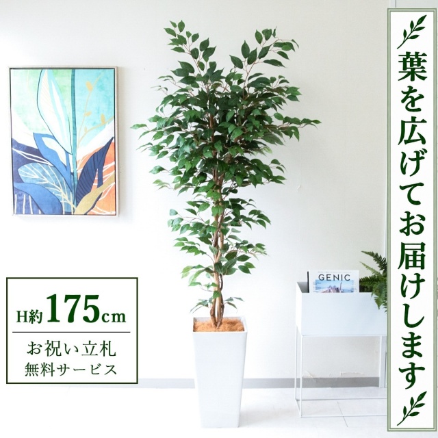 【すぐ飾れる】 フェイクグリーン フィカス ベンジャミン H約175cm 大型 鉢付き / 法人・開店祝い 店舗・オフィス装飾 空間演出 立札無料・造花/PG245-Q25WH