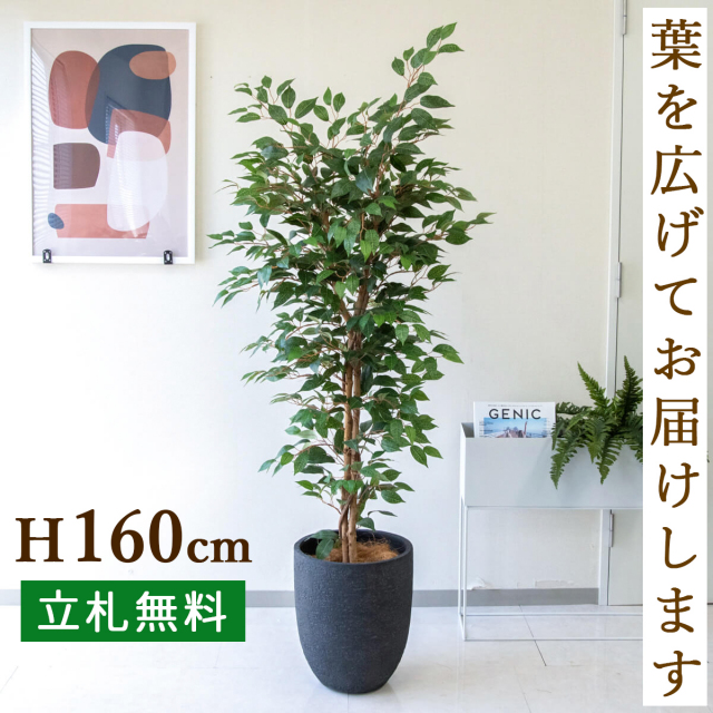 フェイクグリーン フィカス ベンジャミン ツリー H約160cm 鉢付き / 観葉植物 フェイク 人工観葉植物 造花 店舗 装飾 開店 開業 移転 祝い ギフト プレゼント おしゃれ 住宅展示場 モデルハウス オフィス 立札無料 PG245-SFO31BM