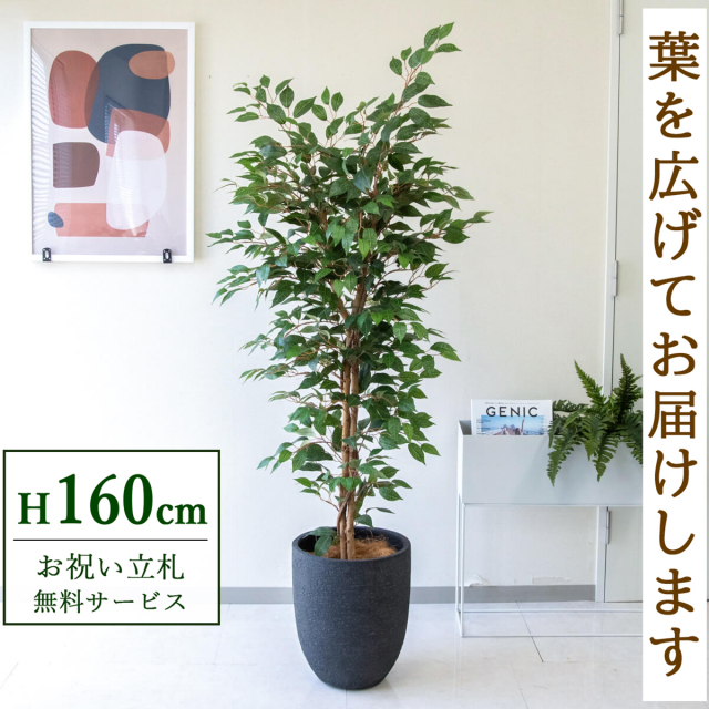 フェイクグリーン フィカス ベンジャミン ツリー H約160cm 鉢付き / 観葉植物 フェイク 人工観葉植物 造花 店舗 装飾 開店 開業 移転 祝い ギフト プレゼント おしゃれ 住宅展示場 モデルハウス オフィス 立札無料 PG245-SFO31BM