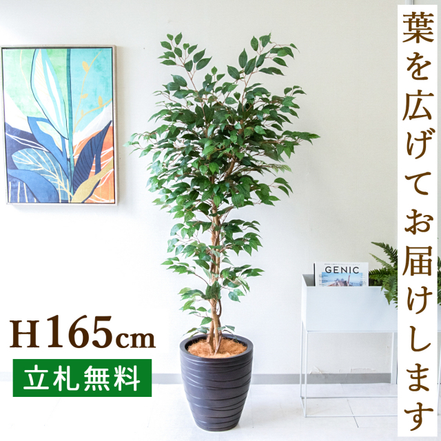 フェイクグリーン フィカス ベンジャミン ツリー H約165cm 鉢付き / 人工観葉植物 観葉植物 フェイク 造花 店舗 装飾 開店 開業 移転 祝い ギフト プレゼント おしゃれ 住宅展示場 モデルハウス オフィス 立札無料 PG245-WOD31BR
