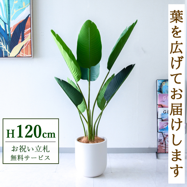 【すぐ飾れる】 フェイクグリーン オーガスタ 120cm  鉢付き / 法人・開店祝い 店舗・オフィス装飾 空間演出 立札無料・造花/PG252-CHC25IV