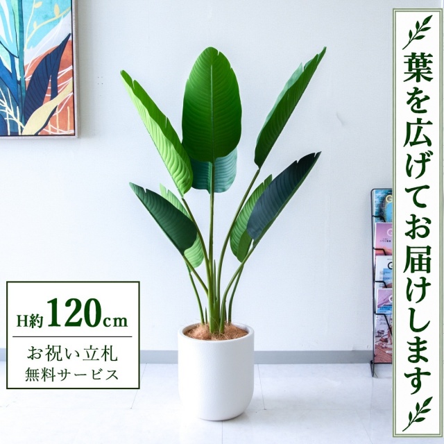 【すぐ飾れる】 フェイクグリーン オーガスタ H約120cm 鉢付き / 法人・開店祝い 店舗・オフィス装飾 空間演出 立札無料・造花/PG252-CHC25IV