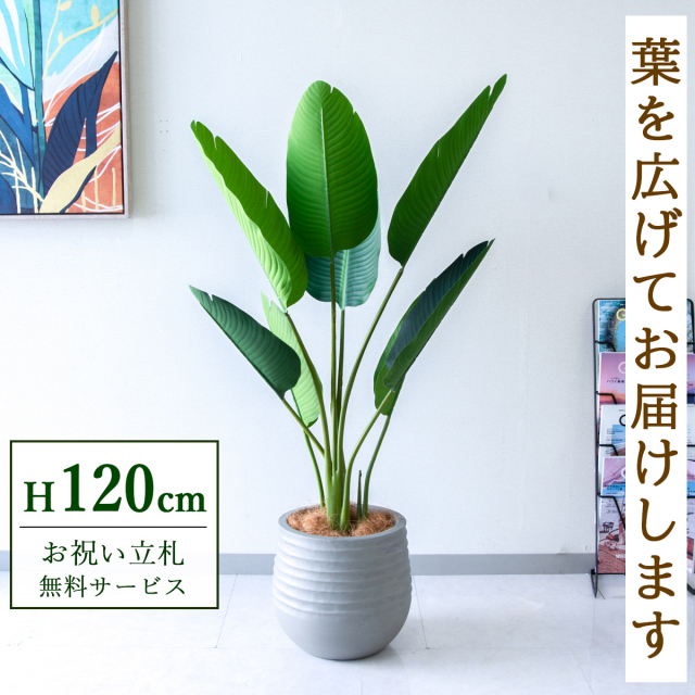 【すぐ飾れる】 フェイクグリーン オーガスタ 120cm  鉢付き / 法人・開店祝い 店舗・オフィス装飾 空間演出 立札無料・造花/PG252-J30