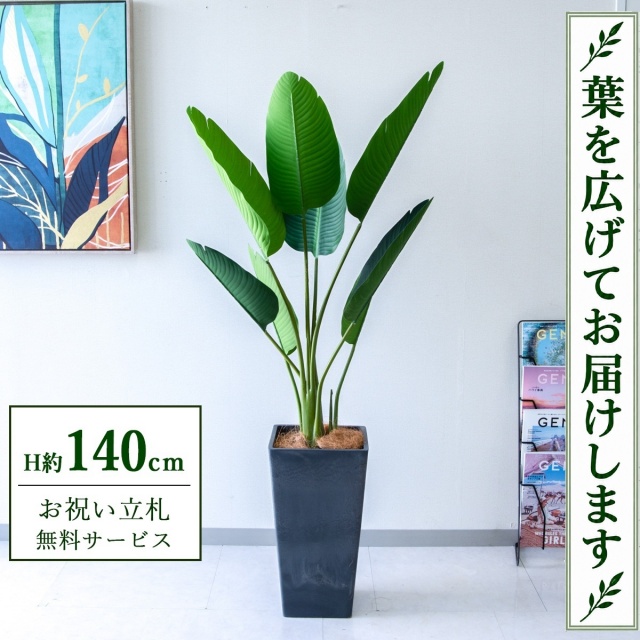 【すぐ飾れる】 フェイクグリーン オーガスタ H約140cm 鉢付き / 法人・開店祝い 店舗・オフィス装飾 空間演出 立札無料・造花/PG252-Q25BK