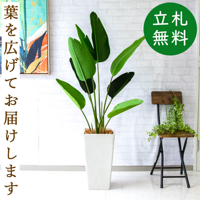 フェイクグリーン オーガスタ H約140cm 鉢付き / 観葉植物 フェイク 人工観葉植物 造花 店舗 装飾 開店 開業 移転 祝い ギフト プレゼント おしゃれ 住宅展示場 モデルハウス オフィス 立札無料 PG252-Q25WH